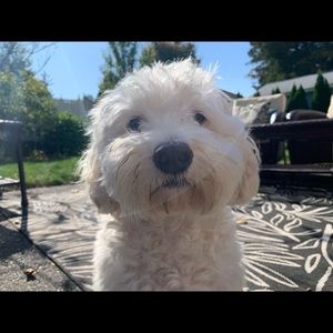 Meet your Posher, Gianna